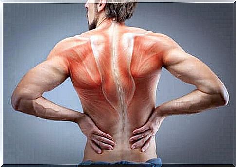 Anatomical structure of the back muscles