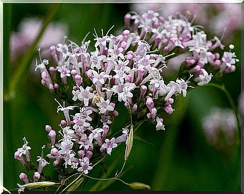 valerian for anxiety