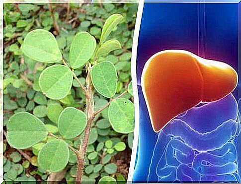 Desmodium stimulates the regeneration of the liver