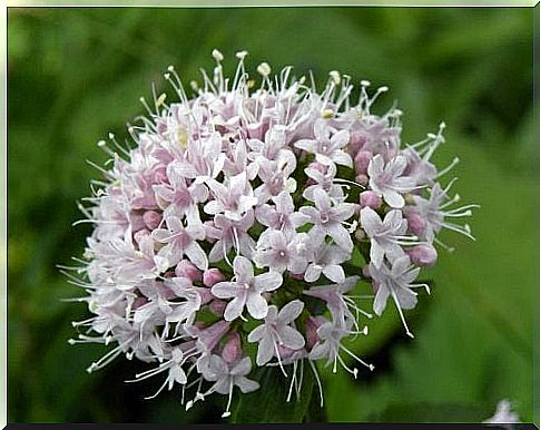 Valerian flowers