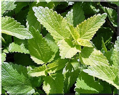 Fresh lemon balm leaves