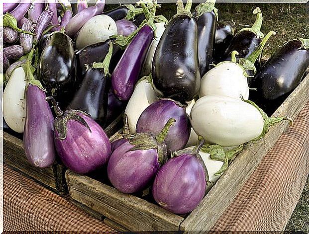 Different varieties of eggplants