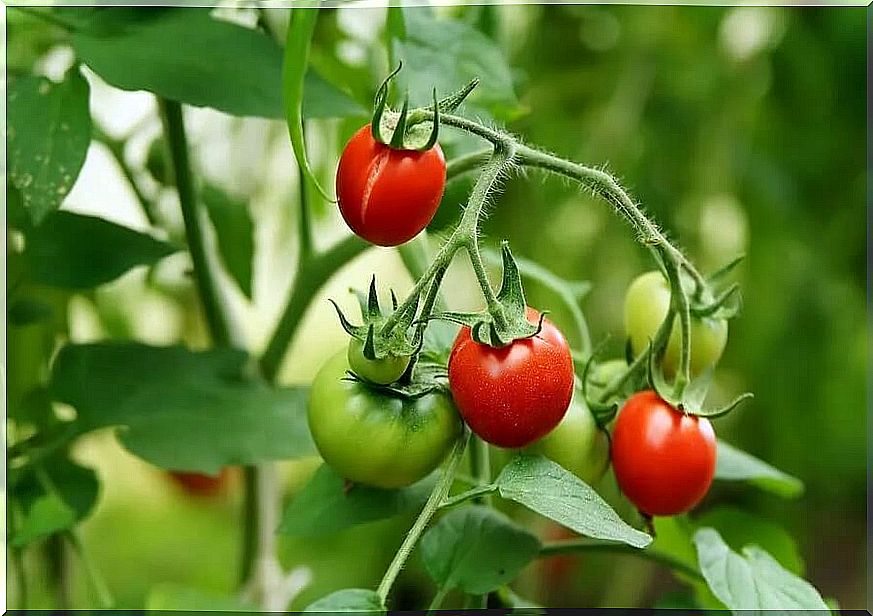 Home growing tomatoes - some tips