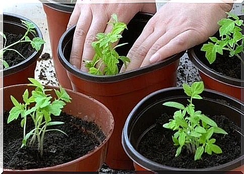 Home growing tomatoes