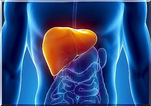 The liver in the human body