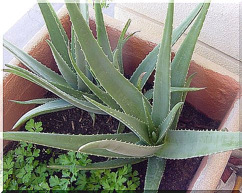 2 #: Aloe-healing plants.jpg