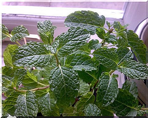 3 #: Mint-healing plants.jpg