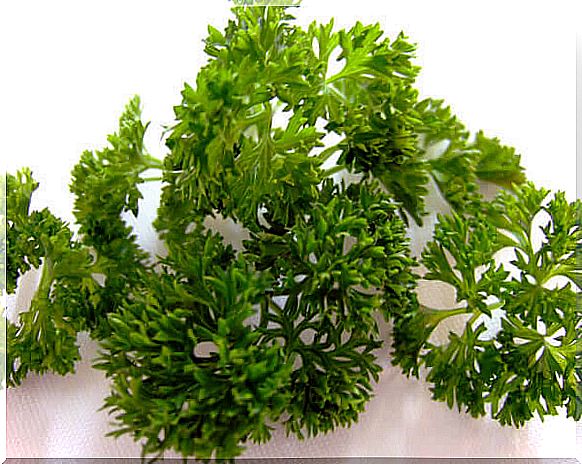 5 #: Parsley-medicinal plants.jpg