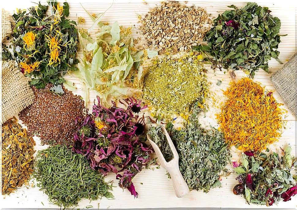 There are many medicinal plants that we can incorporate into our daily routine.