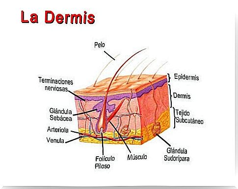 The structure of the skin