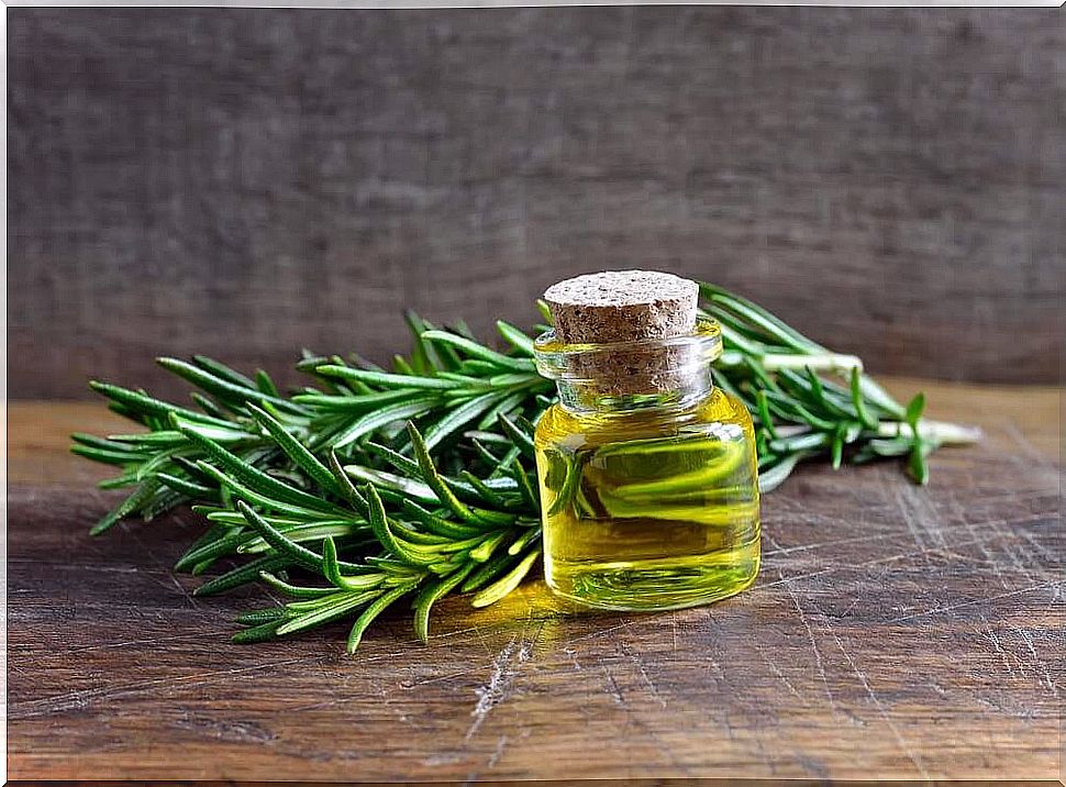 Rosemary - medicinal properties and application