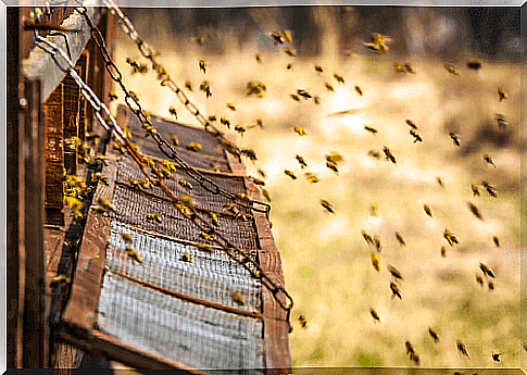 Bees and hives.