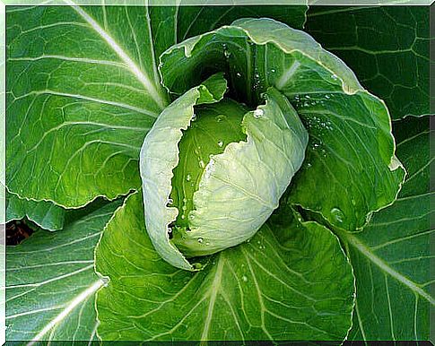 cabbage