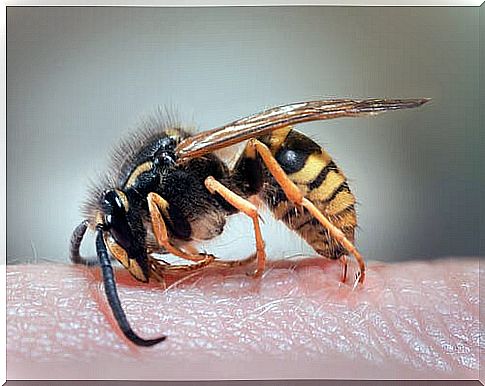 Wasp sting - home remedies to relieve pain